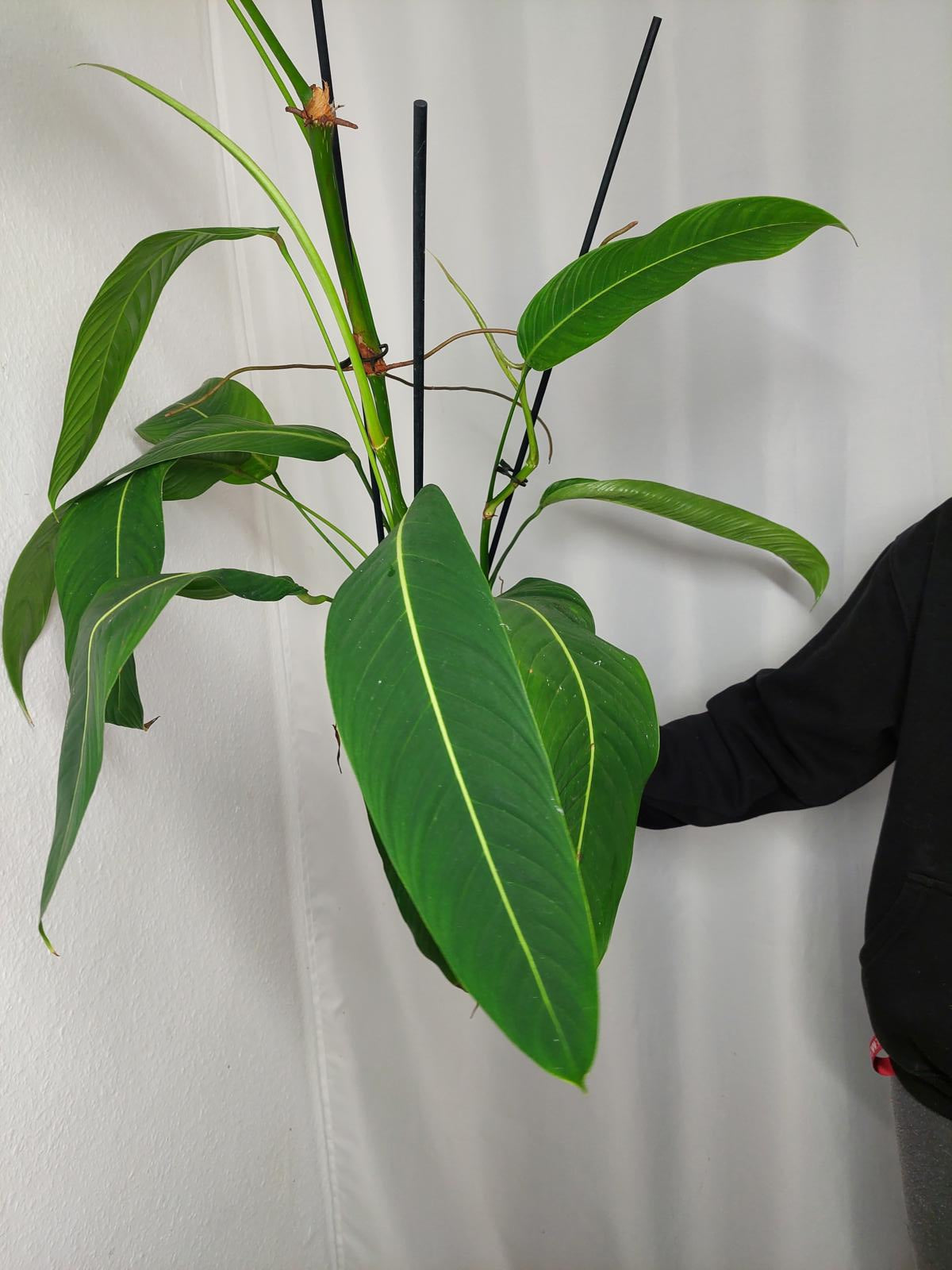 Philodendron Heterocraspedon