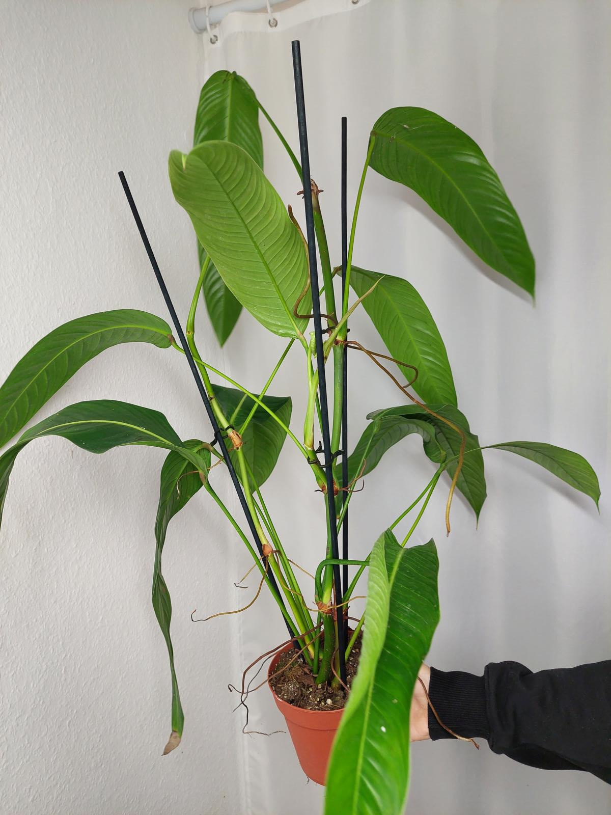 Philodendron Heterocraspedon