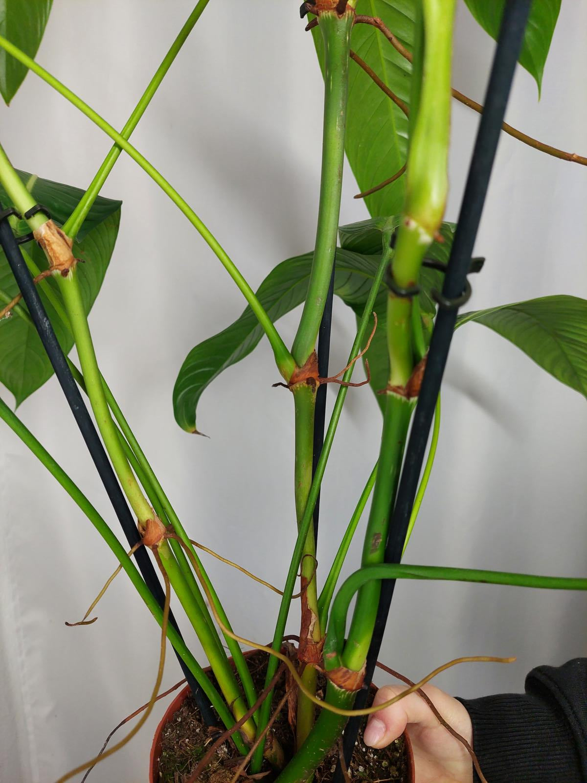 Philodendron Heterocraspedon