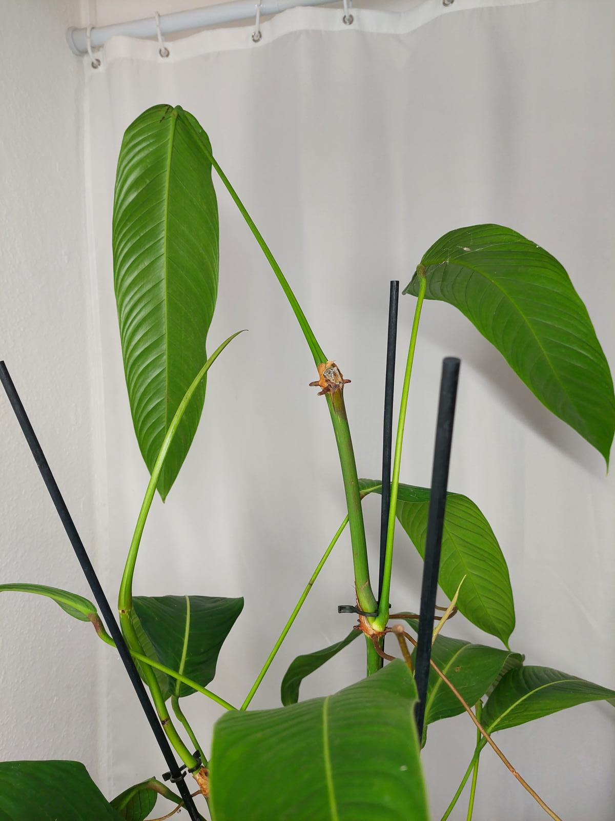 Philodendron Heterocraspedon