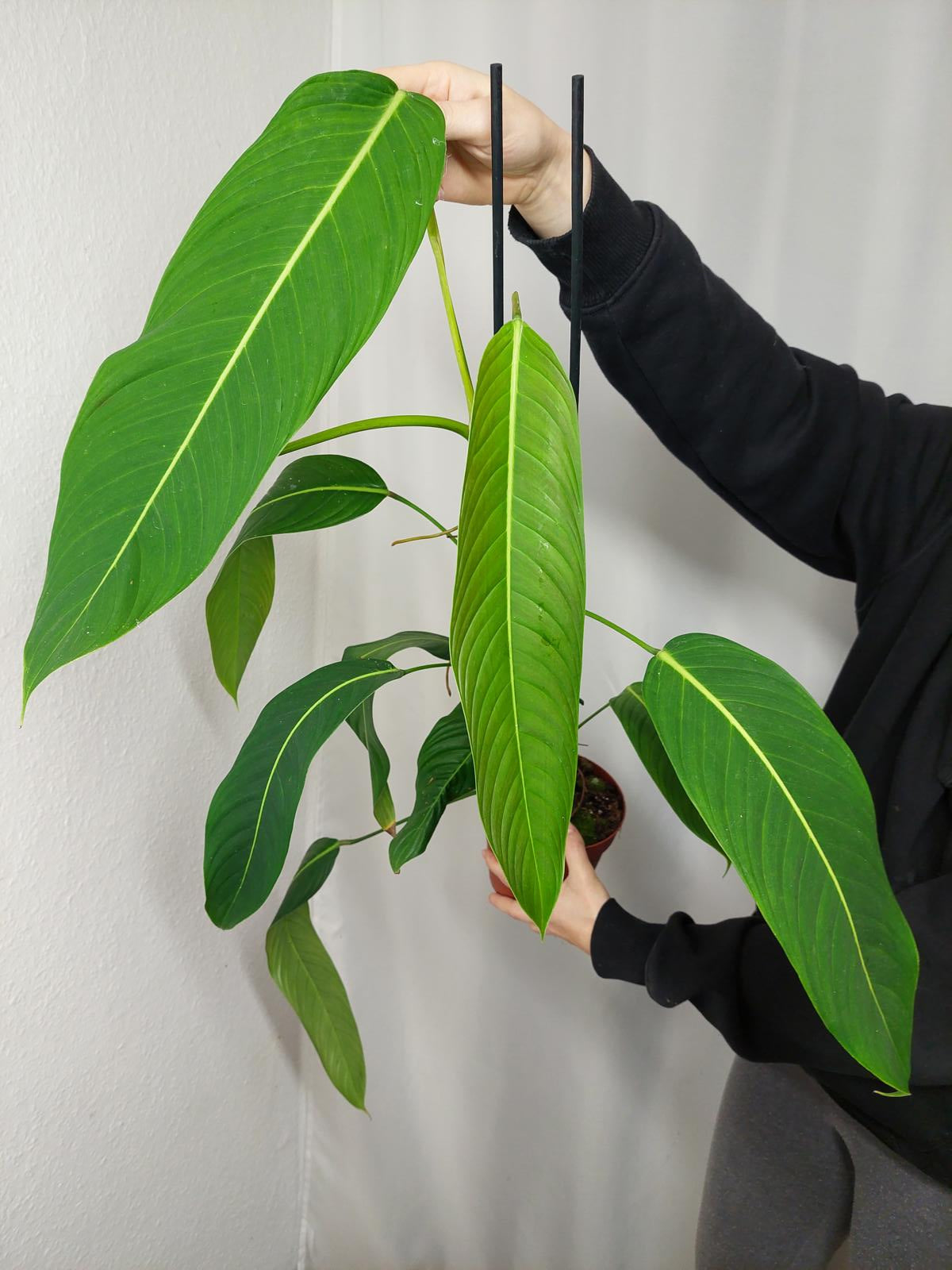 Philodendron Heterocraspedon