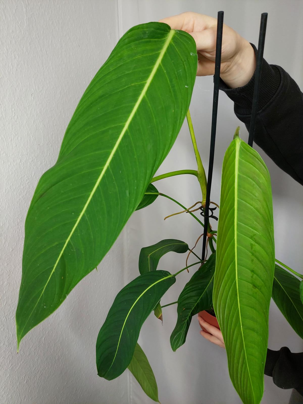 Philodendron Heterocraspedon