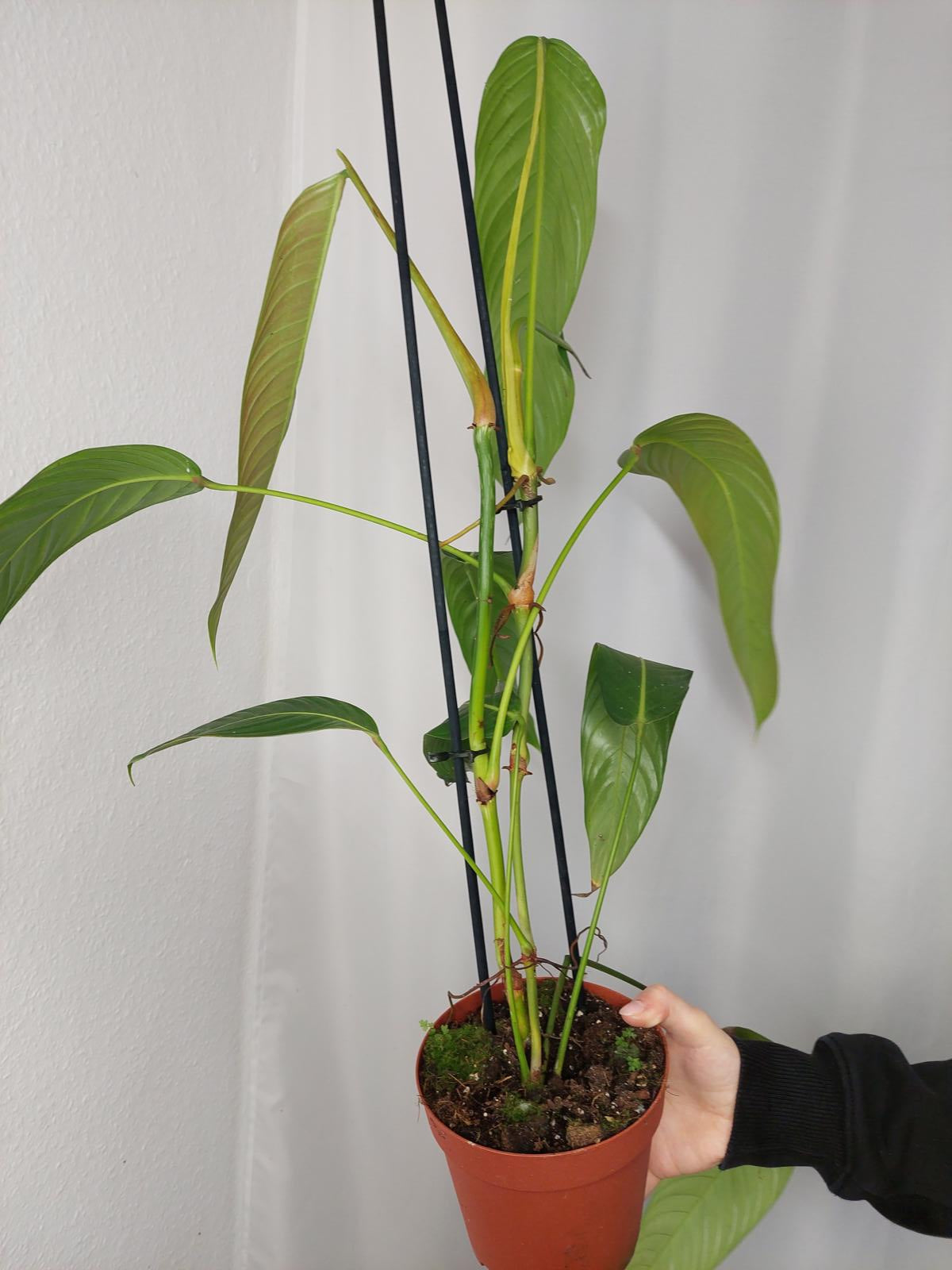 Philodendron Heterocraspedon
