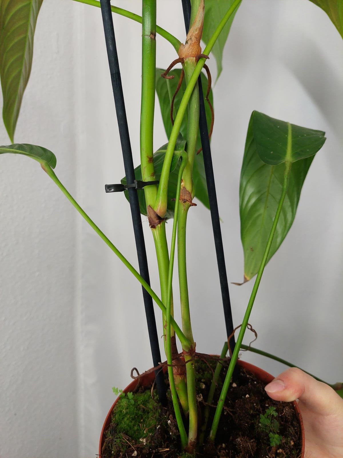 Philodendron Heterocraspedon