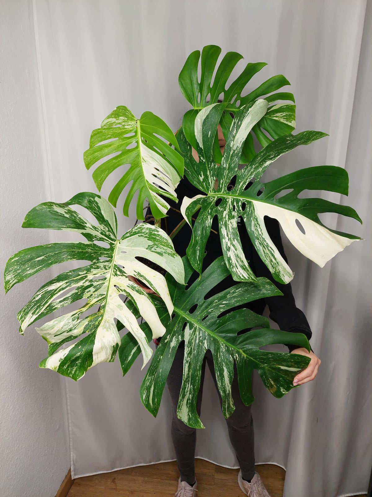 Monstera Variegata Adult