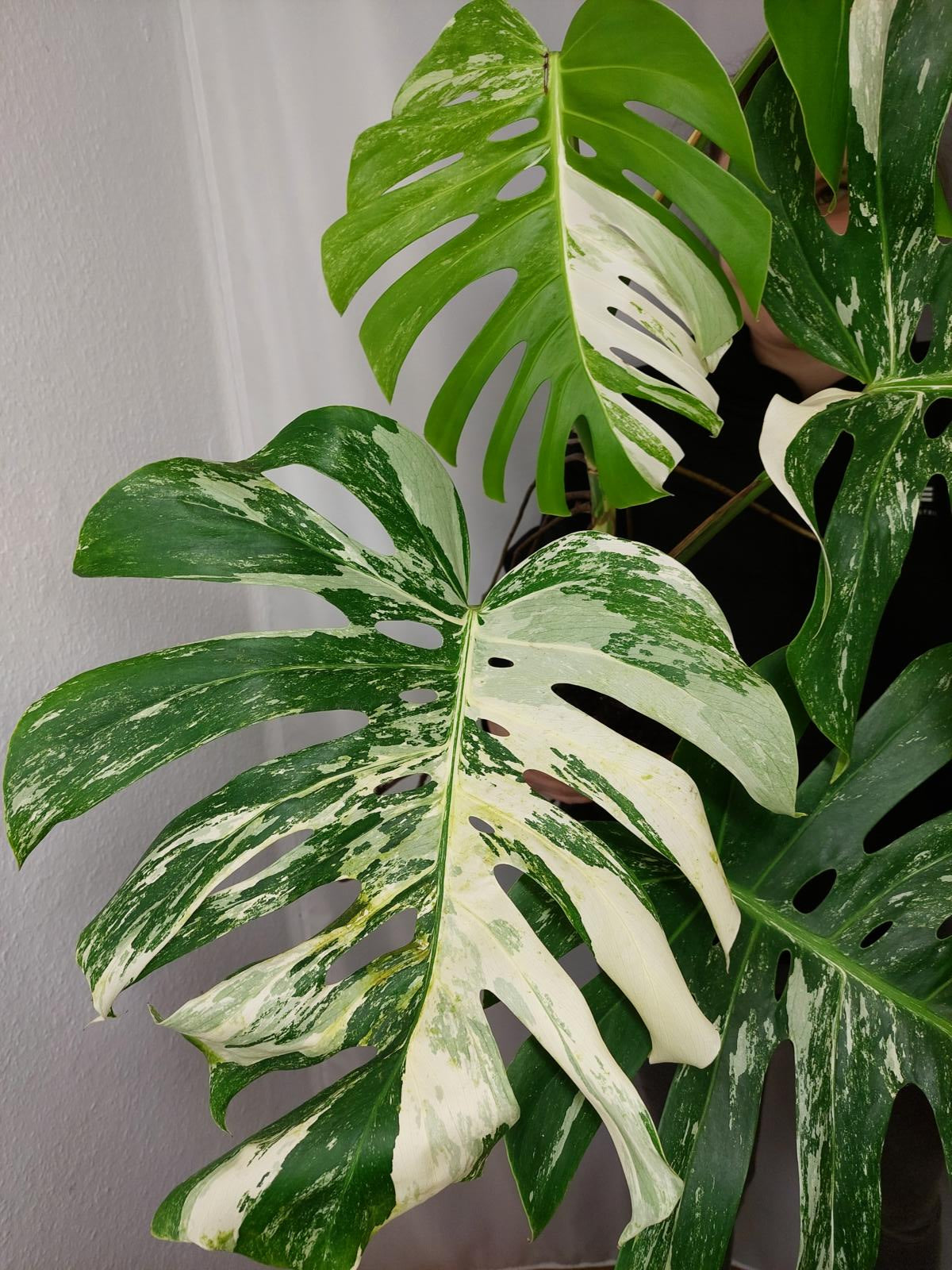 Monstera Variegata Adult