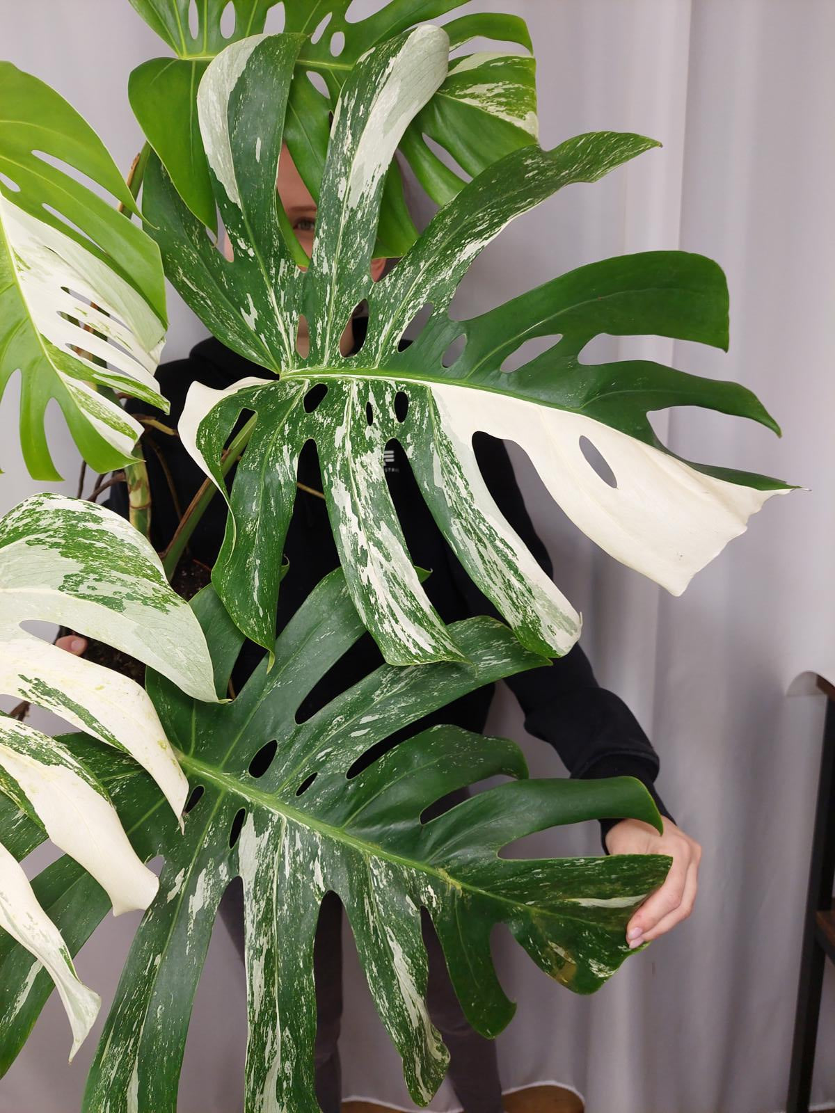 Monstera Variegata Adult
