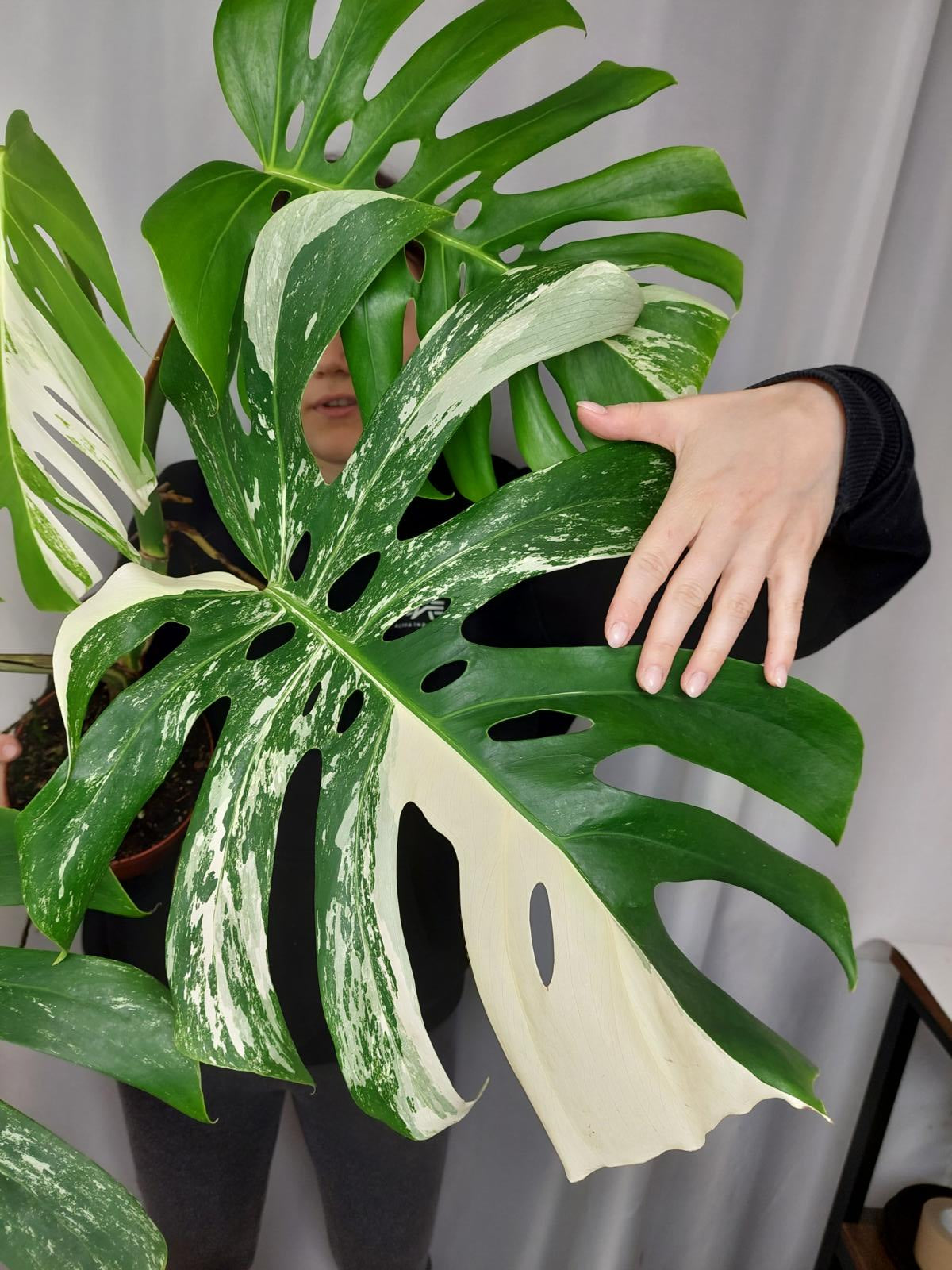 Monstera Variegata Adult