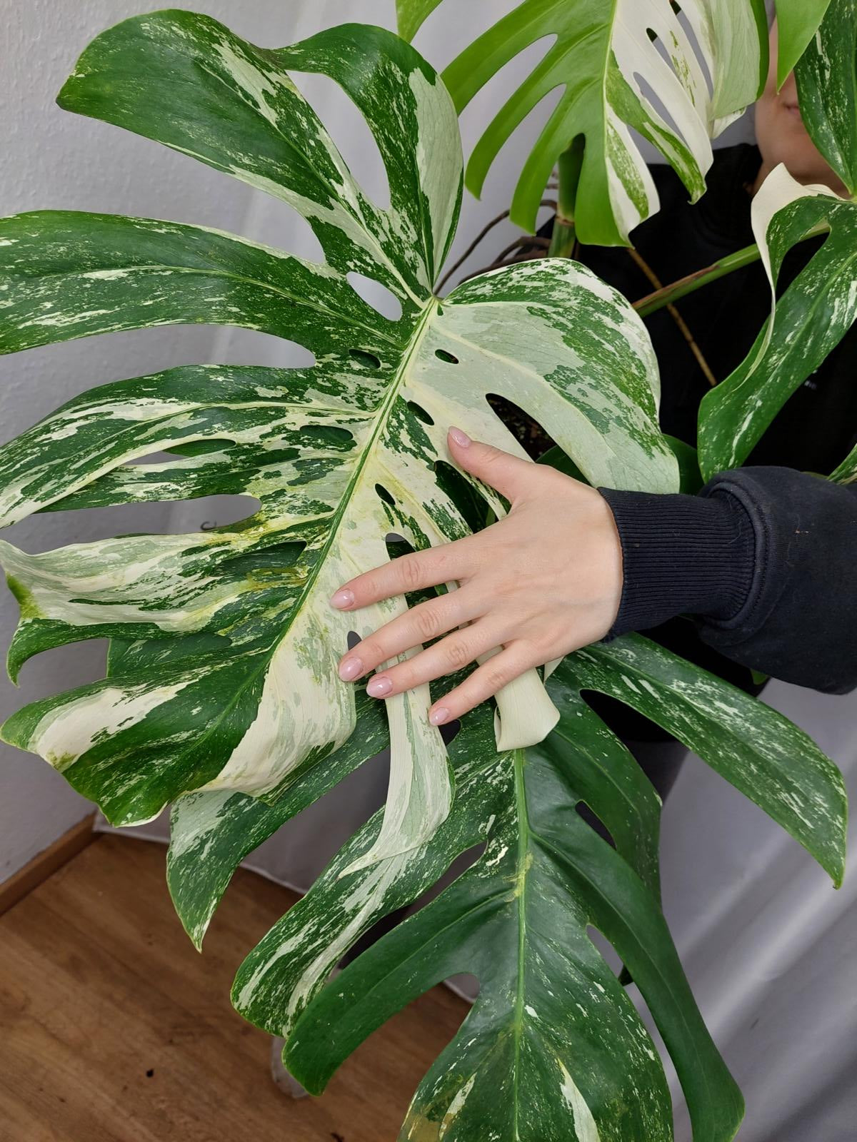 Monstera Variegata Adult
