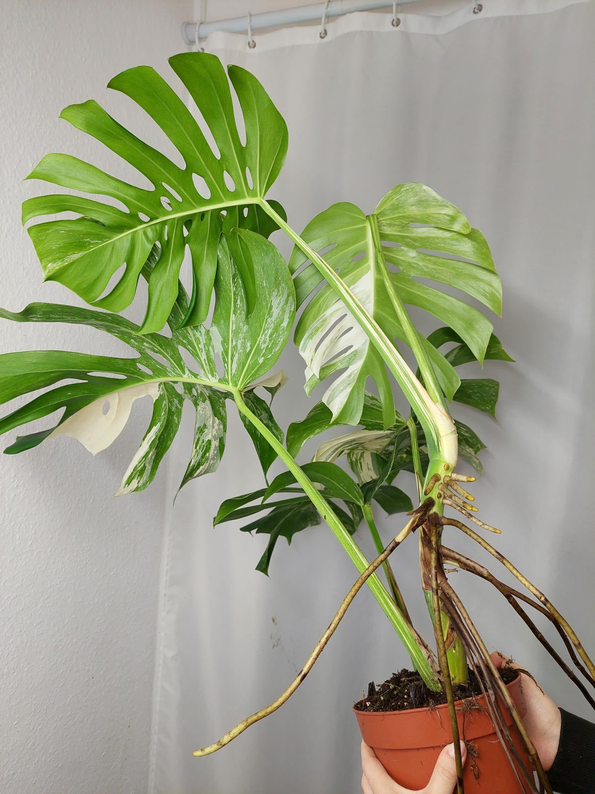 Monstera Variegata Adult