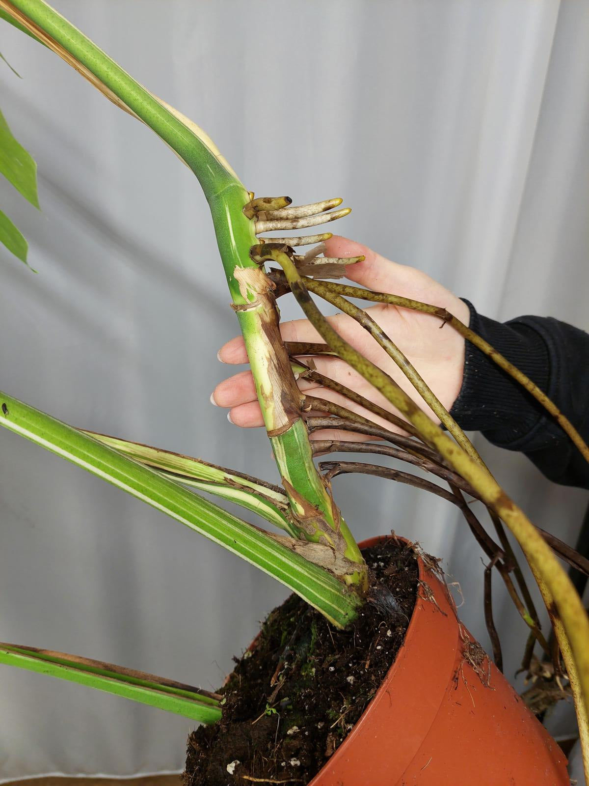 Monstera Variegata Adult