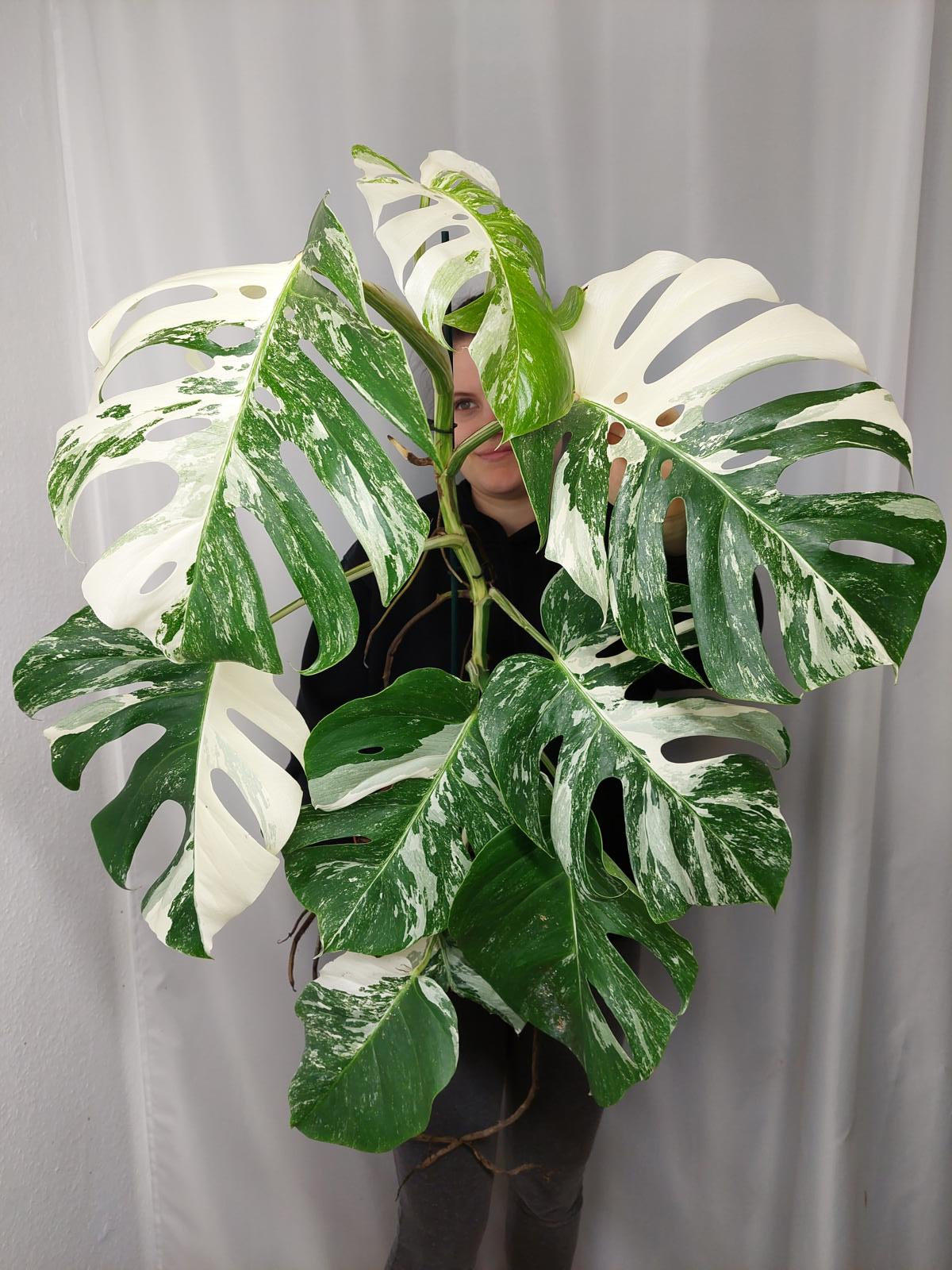 Monstera Variegata Adult
