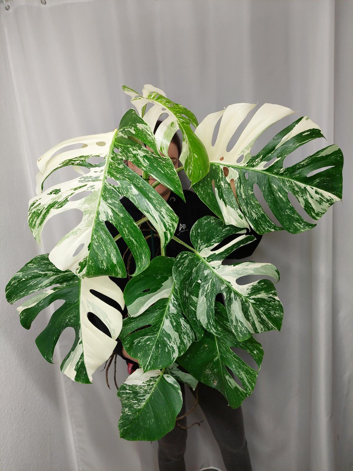 Monstera Variegata Adult
