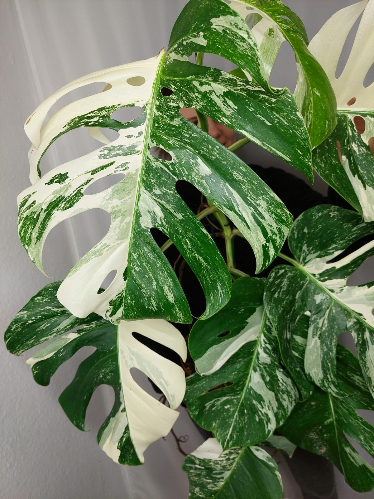 Monstera Variegata Adult