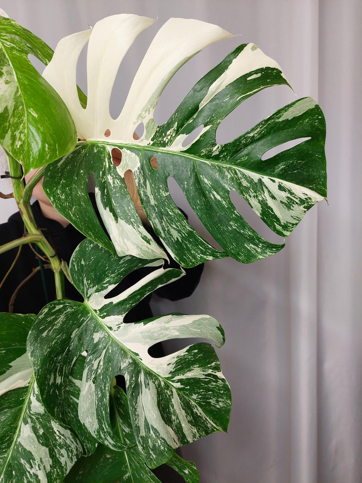 Monstera Variegata Adult