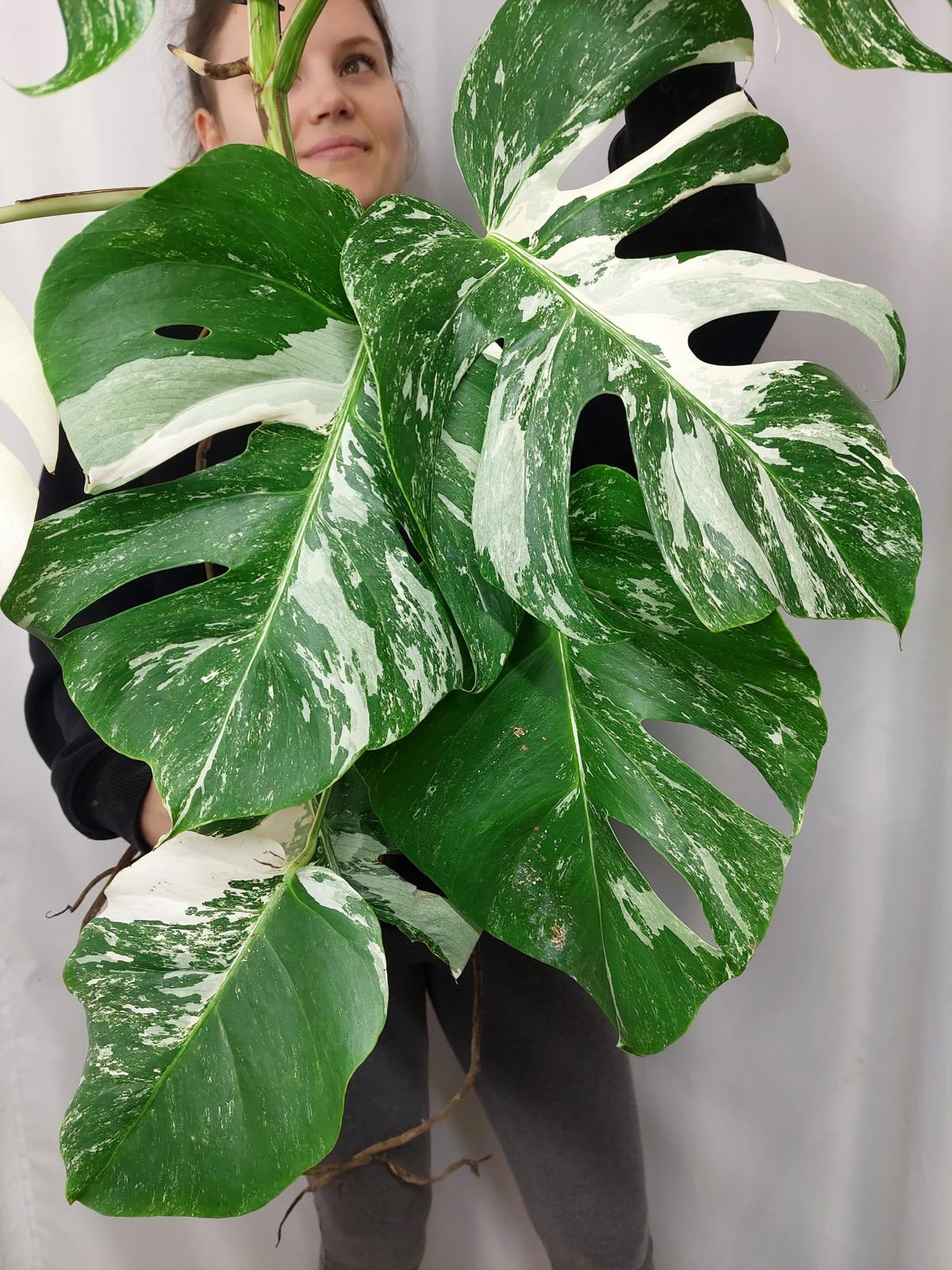 Monstera Variegata Adult