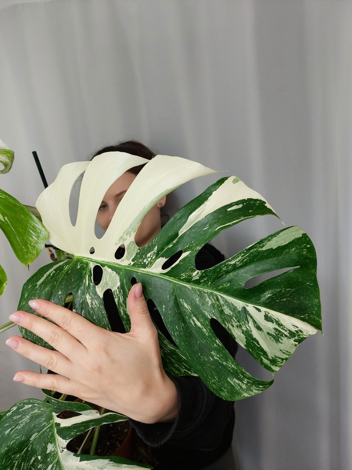 Monstera Variegata Adult