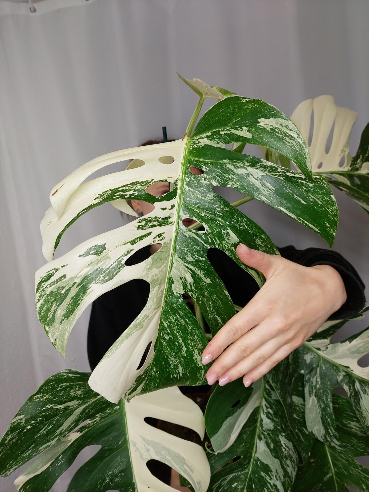 Monstera Variegata Adult