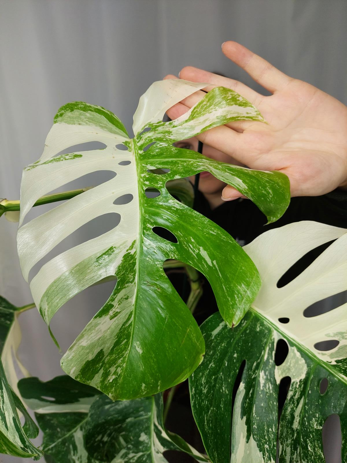 Monstera Variegata Adult