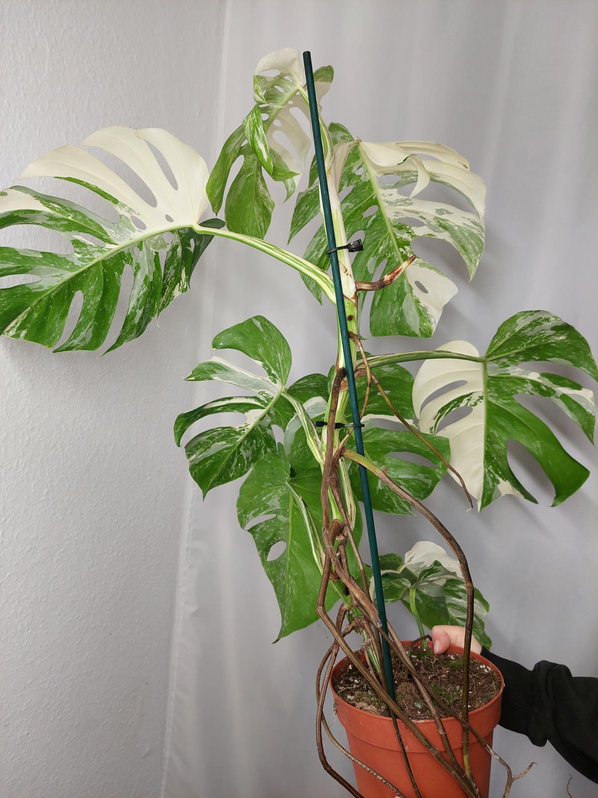 Monstera Variegata Adult