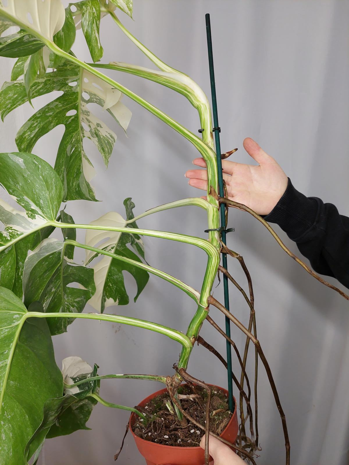 Monstera Variegata Adult