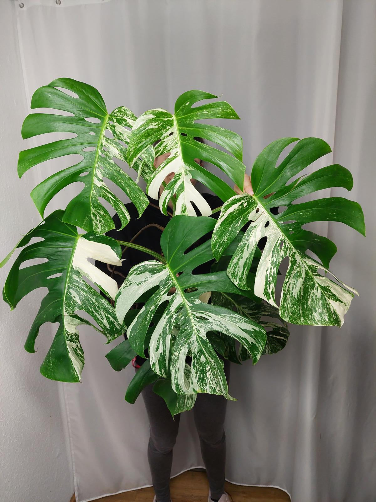 Monstera Variegata Adult