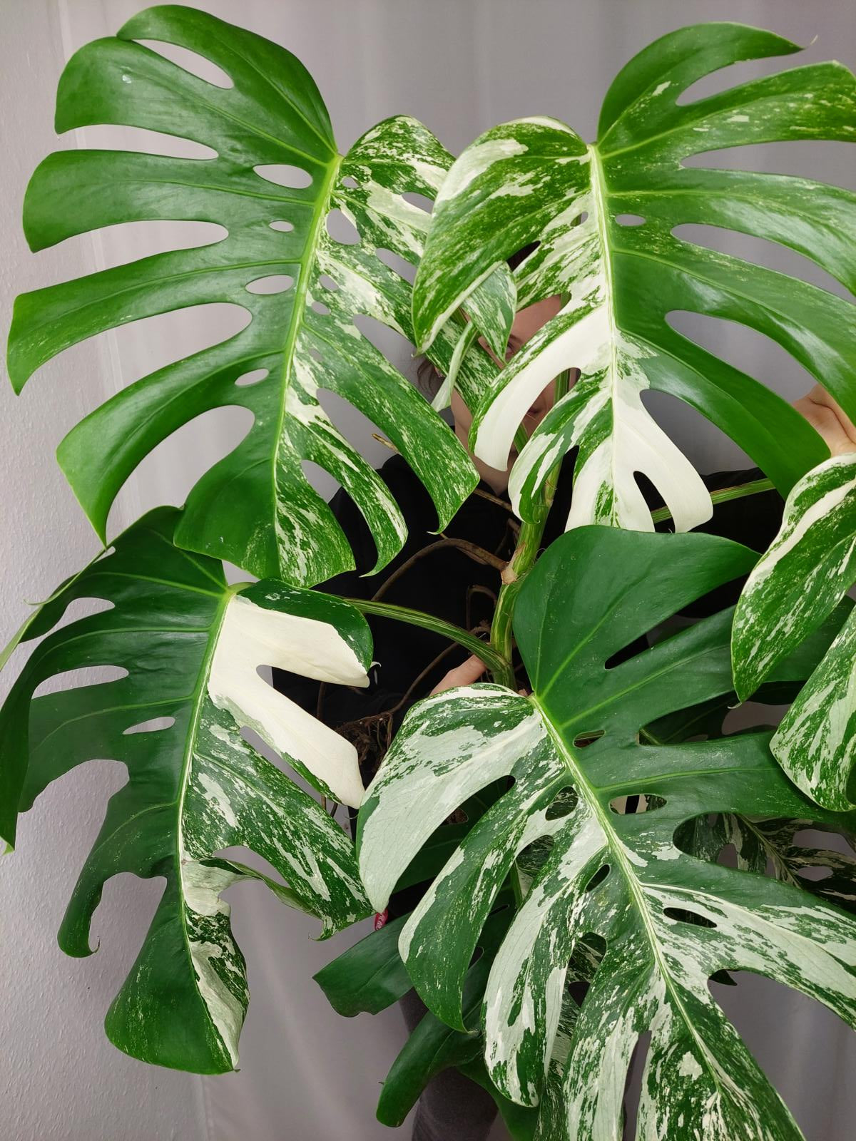 Monstera Variegata Adult