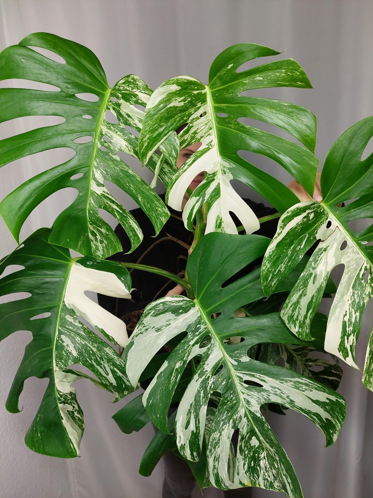 Monstera Variegata Adult