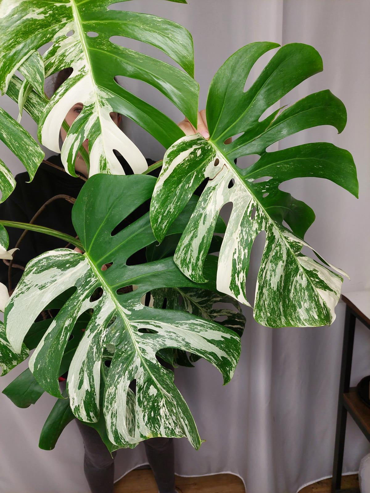 Monstera Variegata Adult