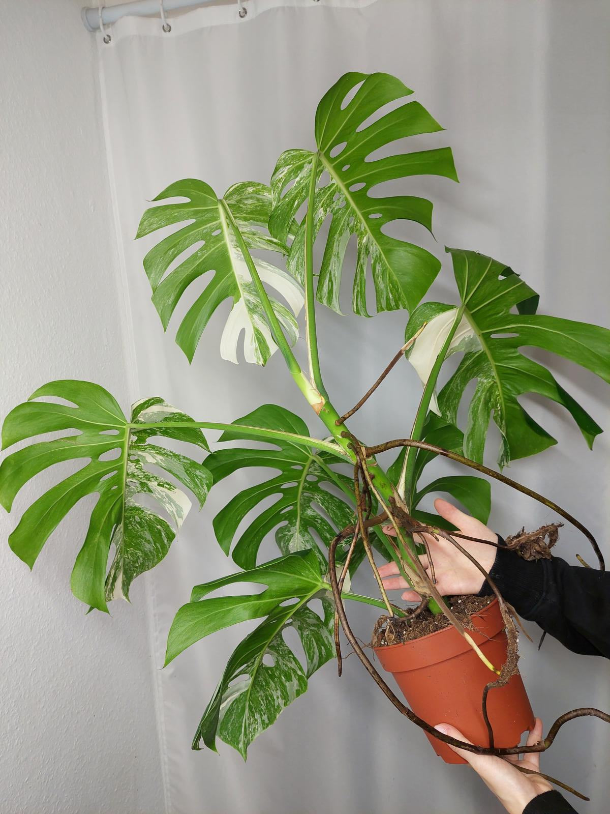 Monstera Variegata Adult