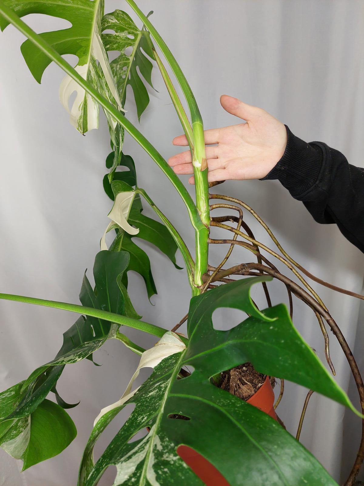 Monstera Variegata Adult