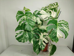 Monstera Variegata (zum aussuchen)
