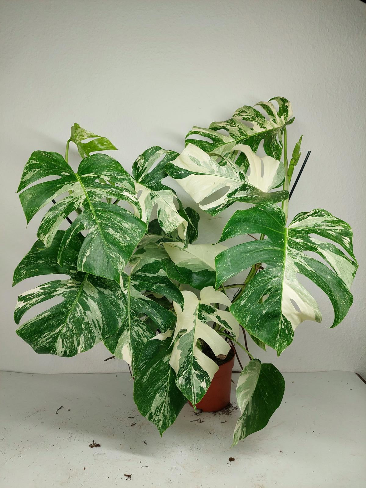 Monstera Variegata (zum aussuchen)