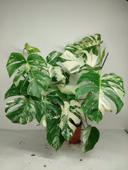 Monstera Variegata (zum aussuchen)