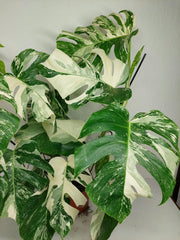 Monstera Variegata (zum aussuchen)
