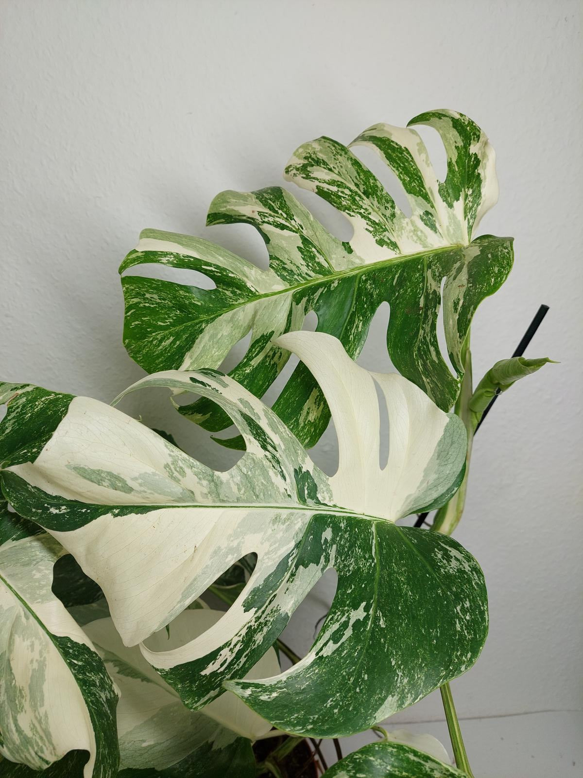 Monstera Variegata (zum aussuchen)