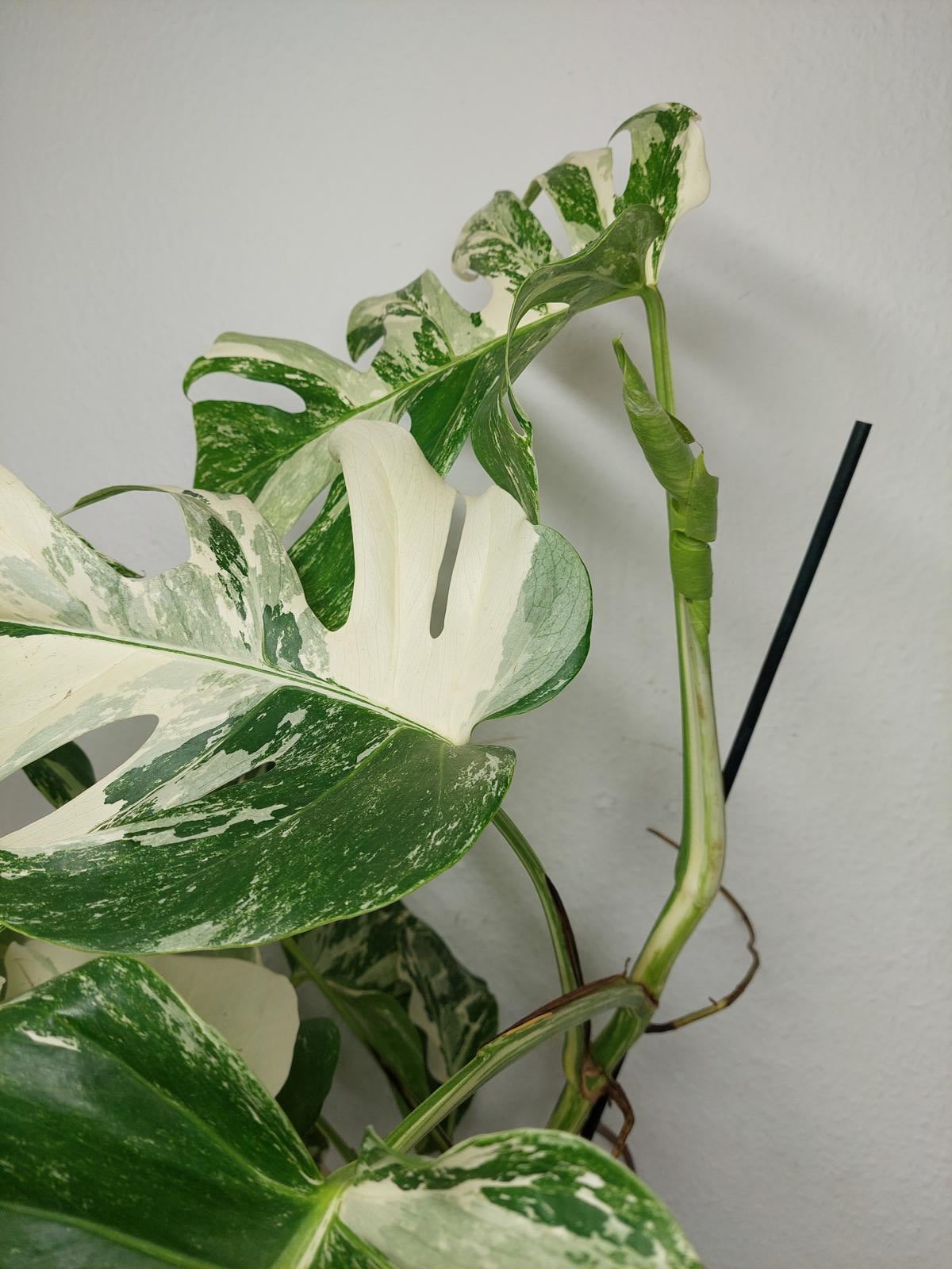 Monstera Variegata (zum aussuchen)