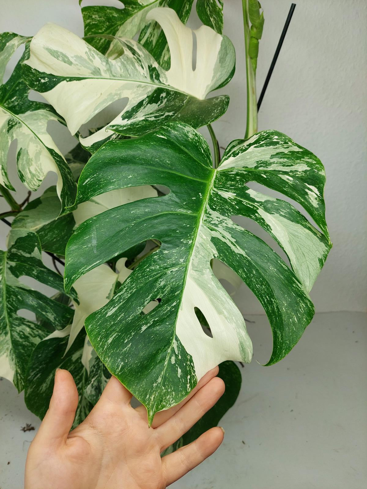 Monstera Variegata (zum aussuchen)