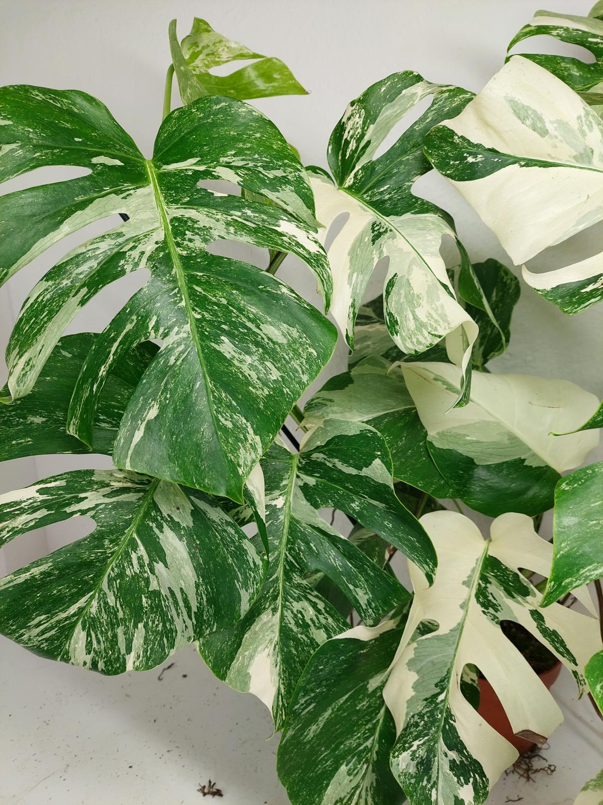 Monstera Variegata (zum aussuchen)