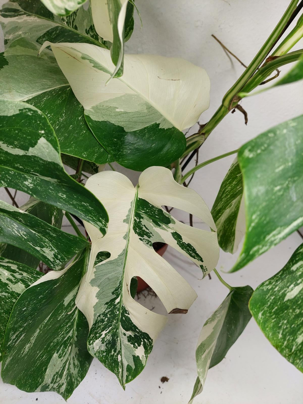 Monstera Variegata (zum aussuchen)