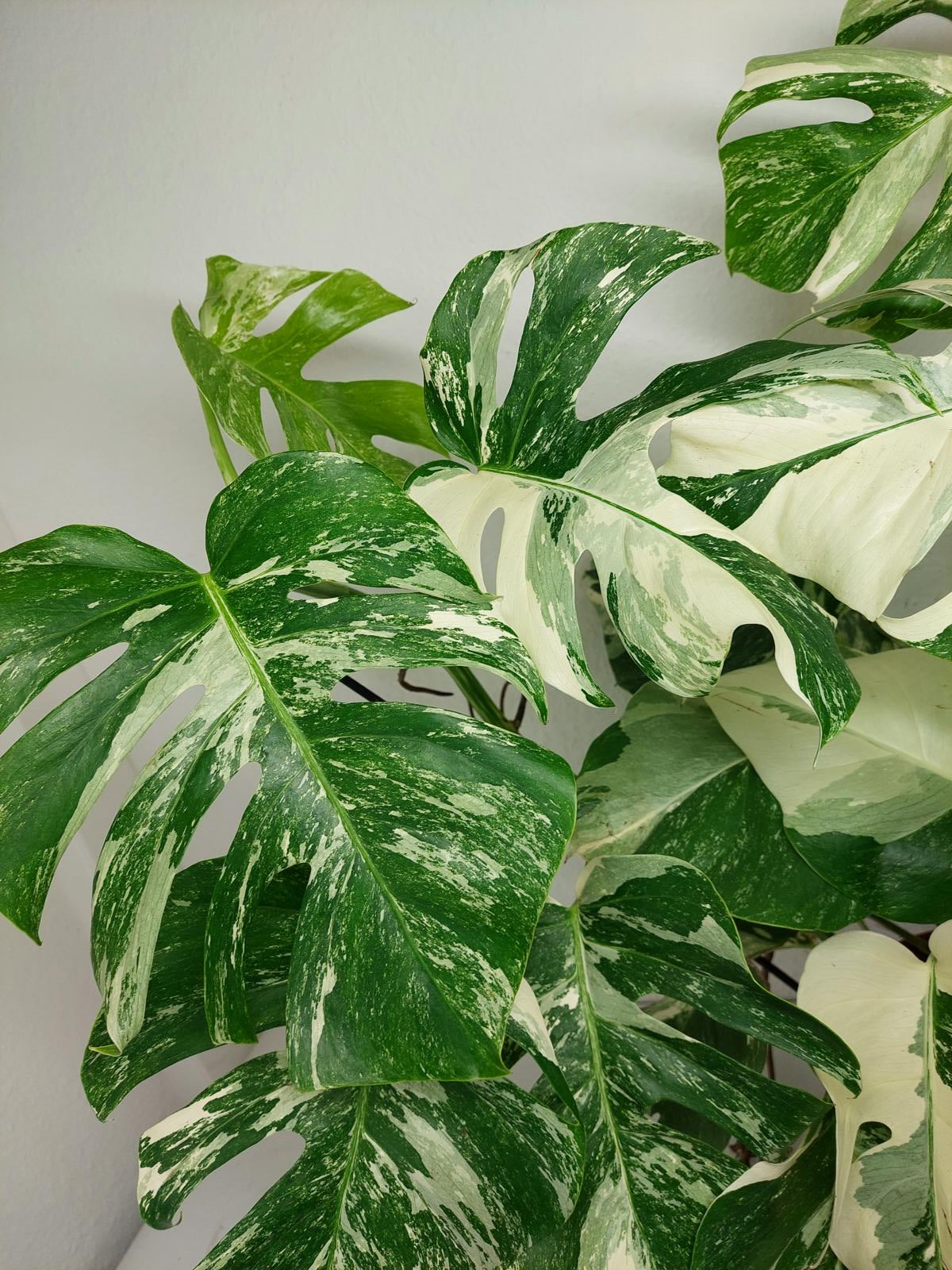 Monstera Variegata (zum aussuchen)