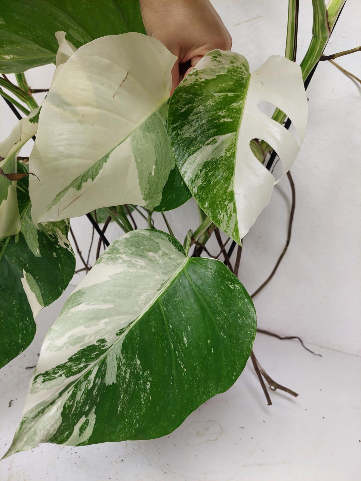 Monstera Variegata (zum aussuchen)