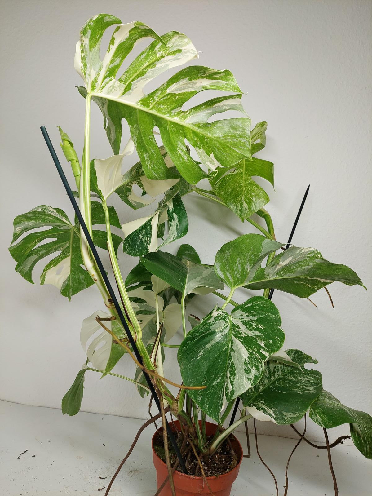 Monstera Variegata (zum aussuchen)