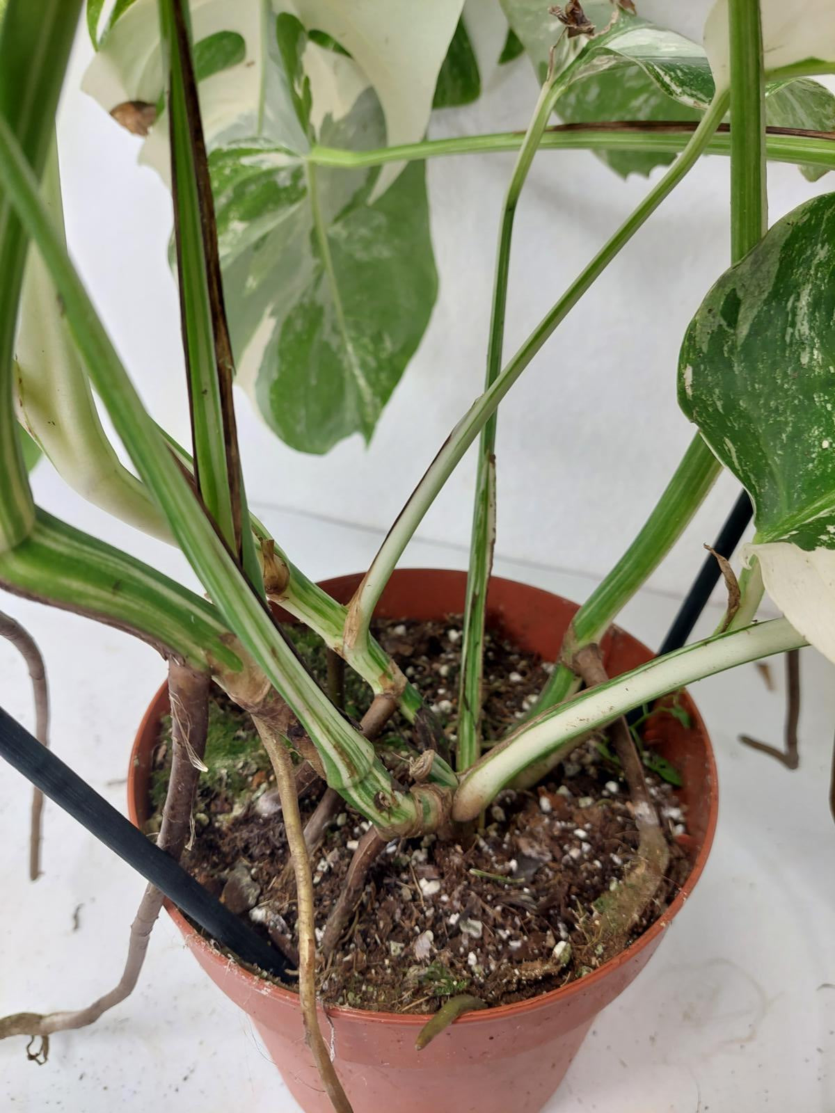 Monstera Variegata (zum aussuchen)