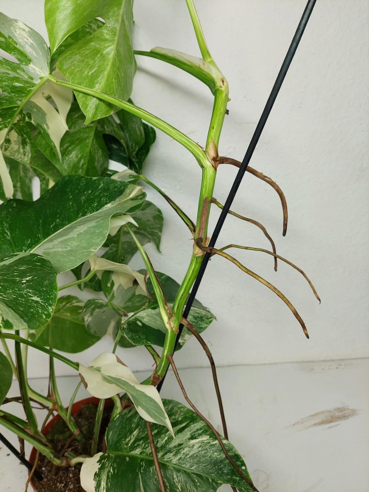 Monstera Variegata (zum aussuchen)