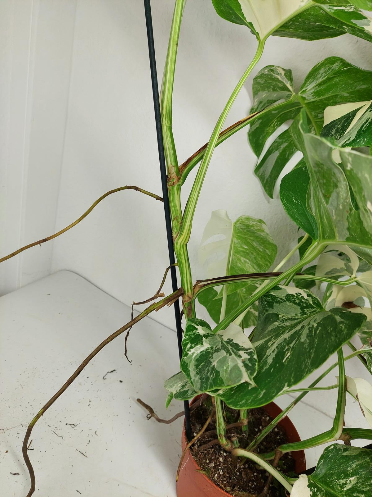 Monstera Variegata (zum aussuchen)