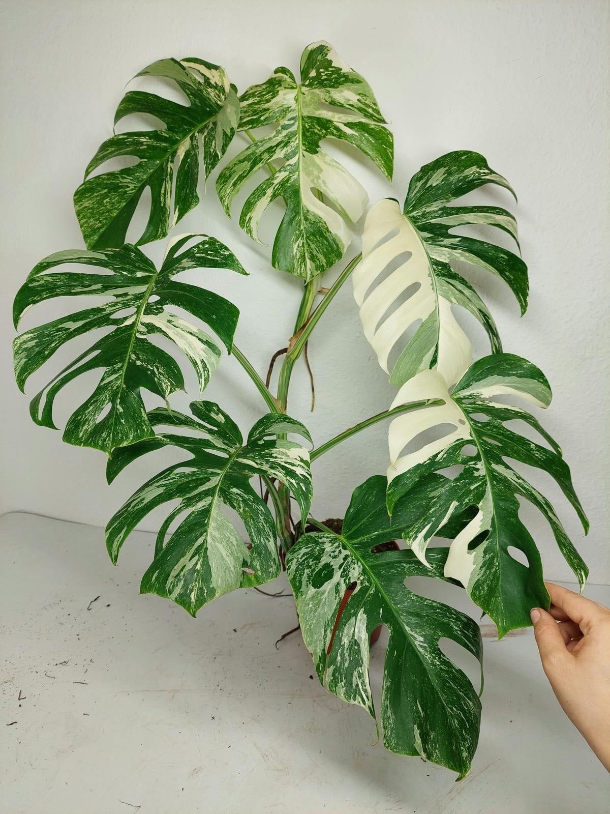 Monstera Variegata (zum aussuchen)
