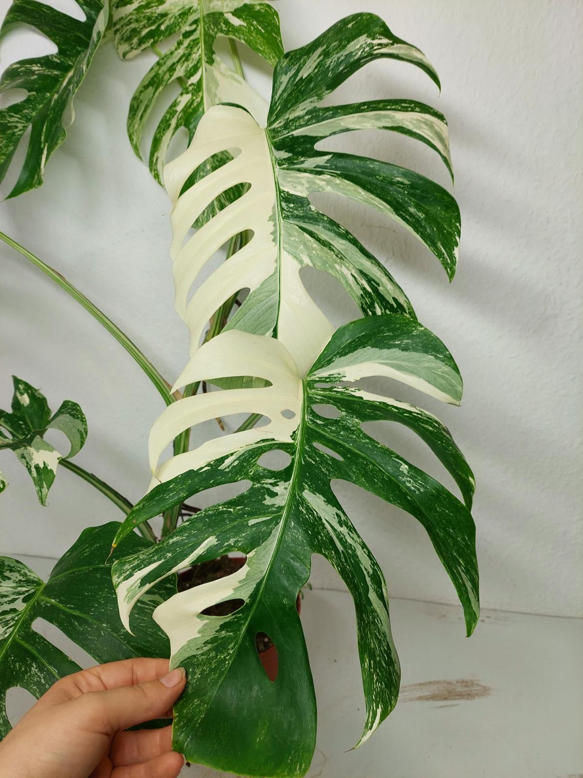 Monstera Variegata (zum aussuchen)