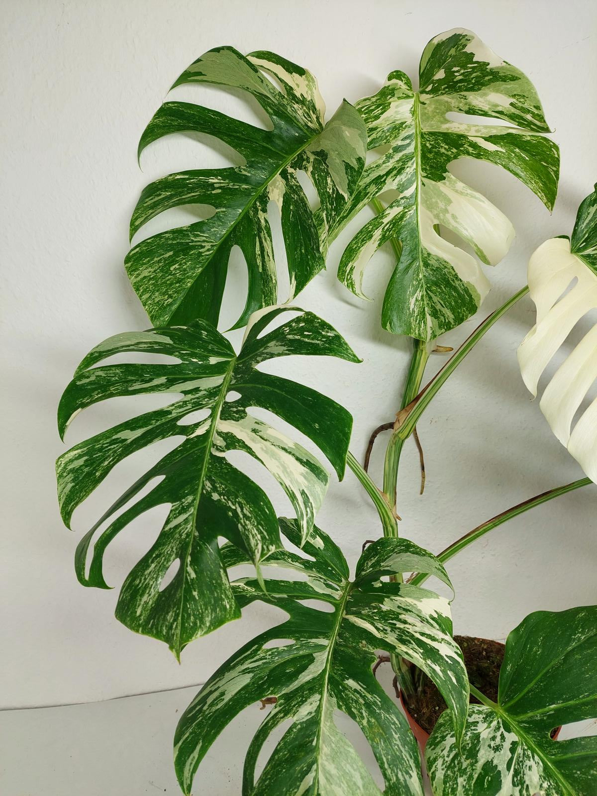 Monstera Variegata (zum aussuchen)