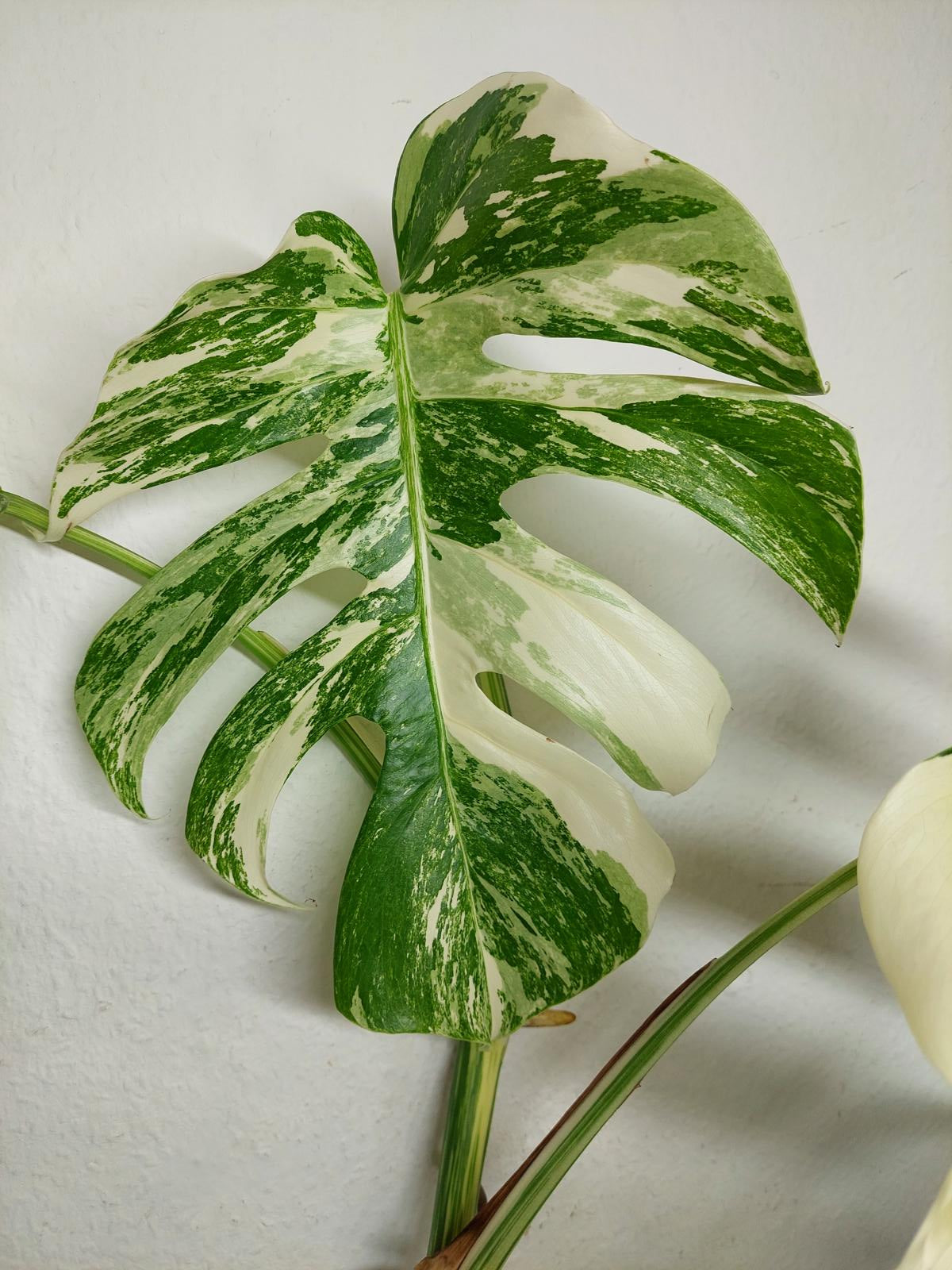 Monstera Variegata (zum aussuchen)